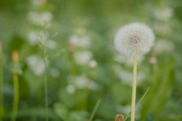 funny faded dandelion flower growing in a summer field or on a meadow