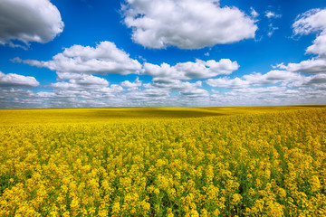 Obraz premium Flowering field of colza outdoors in spring
