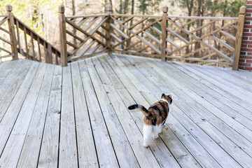 Calico cat walking on empty, large wooden deck exploring on terrace, patio, outdoor garden house on floor - Powered by Adobe