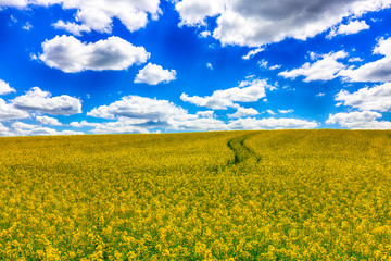 Obraz premium Flowering field of colza outdoors in spring