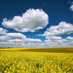 Obraz premium Flowering field of colza outdoors in spring