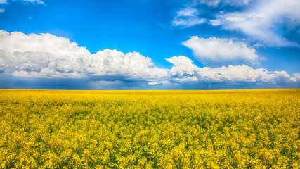Obraz premium Flowering field of colza outdoors in spring