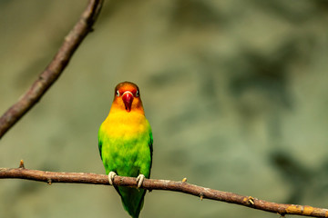Nyasa Lovebird sitting on a branch and looking to you