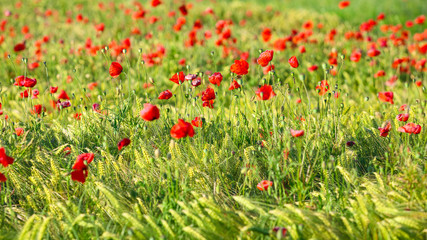 Wild red summer poppies in wheat field