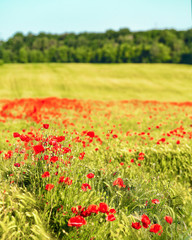 Wild red summer poppies in wheat field