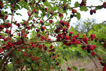 The ripe mulberry is on the fruit tree