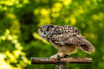 An eagle owl sitting on a branch and sitting in ambush