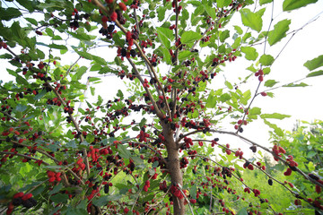 The ripe mulberry is on the fruit tree