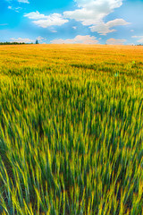 Summer background green wheat ears in sunlight