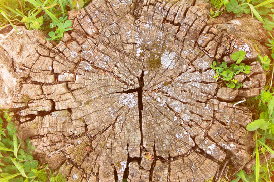 An old stump covered in green stava, a beautiful wooden background