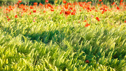 Wild red summer poppies in wheat field