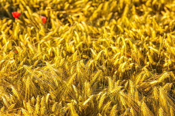 Summer background golden wheat ears in sunlight