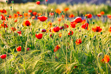 Wild red summer poppies in wheat field