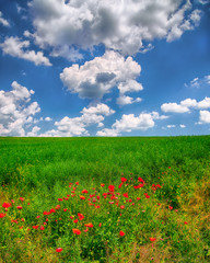 Sunny shoot of bright wild popies in field