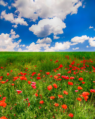 Sunny shoot of bright wild popies in field