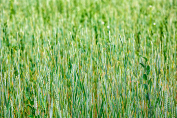 Summer background green wheat ears in sunlight