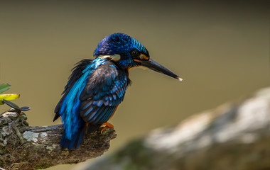 Blue-eared Kingfisher (Alcedo meninting) on a branch tree.
