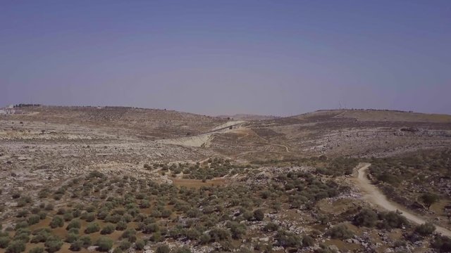 Olive trees at judea and samaria