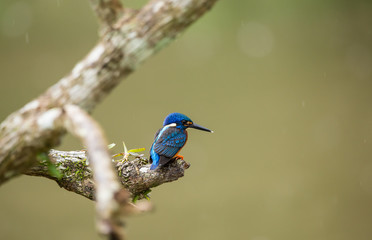 Blue-eared Kingfisher (Alcedo meninting) on a branch tree.