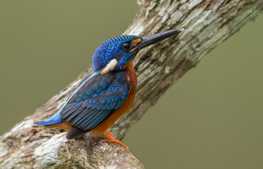 Blue-eared Kingfisher (Alcedo meninting) on a branch tree.