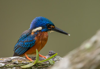 Blue-eared Kingfisher (Alcedo meninting) on a branch tree.