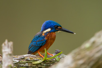 Blue-eared Kingfisher (Alcedo meninting) on a branch tree.