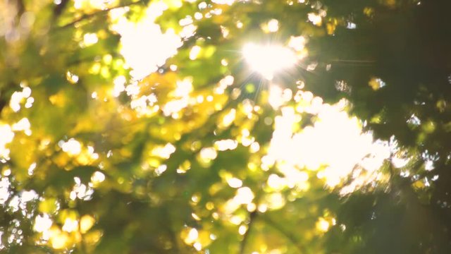 Tree leaves and brigh sinshine. Up view. Blurred background.