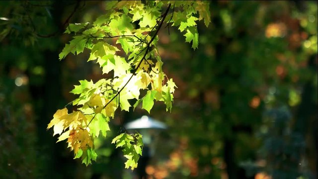 Branch with mapple leaves. Close up. Blurred tree background.