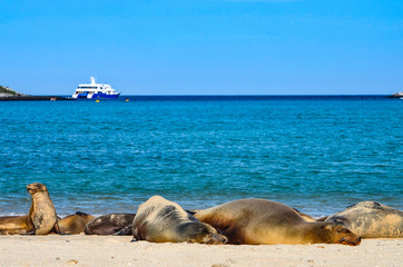 Galápagos sea lion (Zalophus wollebaeki), a species that exclusively breeds on the Galápagos...