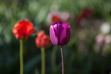 Beautiful colorful purple tulips flowers bloom in spring garden. Decorative wallpaper with violet tulip flower blossom in springtime