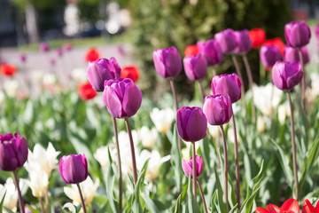 Fototapeta premium Beautiful colorful purple tulips flowers bloom in spring garden. Decorative wallpaper with violet tulip flower blossom in springtime