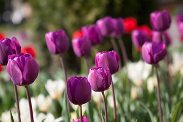 Beautiful colorful purple tulips flowers bloom in spring garden. Decorative wallpaper with violet tulip flower blossom in springtime