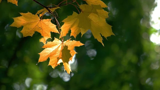 Yellow maple tree leaves. Green blurred forest background.
