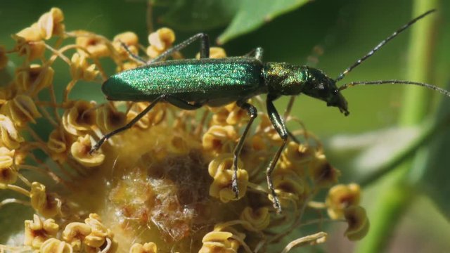 Green shiny beetle cantharis on the core of the rose hip flower. Macro footage.
