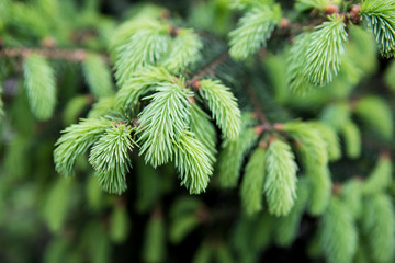 Young pine needles closeup. Natural green background
