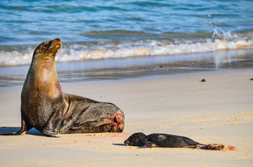 Galápagos sea lion (Zalophus wollebaeki), a species that exclusively breeds on the Galápagos Islands, on Isla Sante Fe.