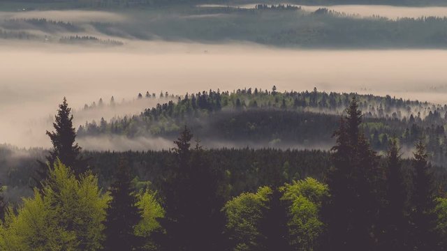 Fog in fabulous spring carpathians