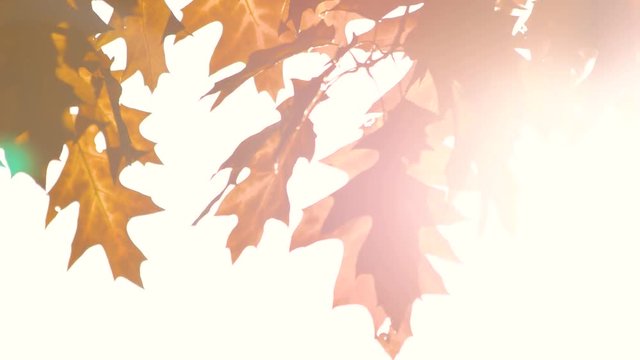 Autumn oak leaves against bright sunshine background. Close up, wind waving leaves.