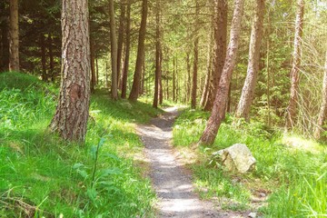 Asphalt road in pine forest on sky background, natural background