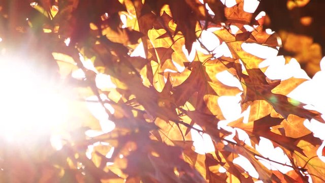 Wind Blowing Vibrant Leaves. Autumn oat leaves on a tree.