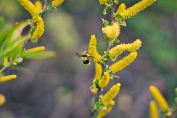 Bee