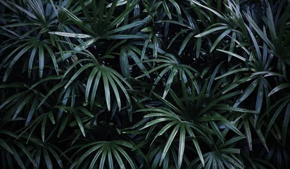 Store enrouleur tamisant sans perçage Palmier Rhapis excelsa ou Lady palm dans le jardin feuilles tropicales fond
