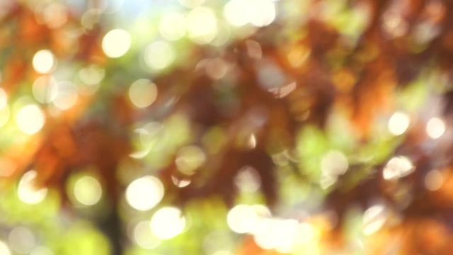 Colors of autumn, blurred leaves. Bokeh background of autumn leaves with windblowing.