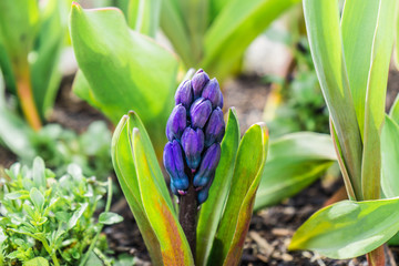 Fototapeta premium young violet hyacinth with light green leaves in spring
