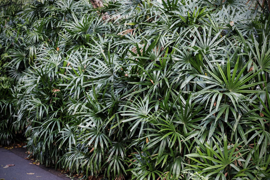 Rhapis excelsa or Lady palm in the garden Tropical leaves