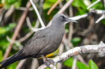 Obraz premium The Galápagos dove (Zenaida galapagoensis) is a species of bird in the Columbidae family. It is endemic to the Galápagos Islands