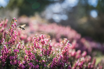 Beautiful Purple Heather Blooming in Spring with a Wasp