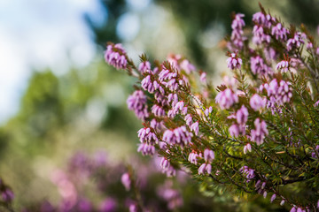 Beautiful Purple Heather Blooming in Spring with a Wasp