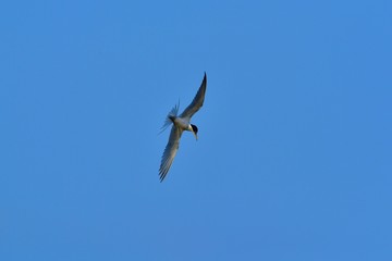 餌を求めてダイブするコアジサシ