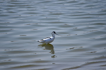 The birds of the sea